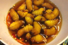 Đuông dừa sống